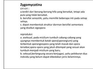 Zygomycotina
ciri-ciri :
a.terdiri dari benang-benang hifa yang bersekat, tetapi ada
pula yang tidak bersekat.
b. bersifat senositik, yaitu memiliki beberapa inti pada setiap
selnya.
c. dapat membentuk struktur dorman bersifat sementara
yang disebut zigospora

reproduksi:
a. aseksual, pada misilium tumbuh cabang-cabang yang
ujungnya membentuk kotak spora(sporangium) yang
terbentuk sporangiospora yang telah masak dan spora
tersebar,spora-spora yang jatuh ditempat yang sesuai akan
tumbuh menjadi misilium yang baru.
b. seksual,berlangsung secara konjugasi, yaitu peleburan dua
individu yang belum dapat dibedakan jenis kelaminnya.
 