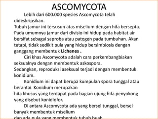 ASCOMYCOTA
     Lebih dari 600.000 spesies Ascomycota telah
dideskripsikan.
Tubuh jamur ini tersusun atas miselium dengan hifa bersepta.
Pada umumnya jamur dari divisio ini hidup pada habitat air
bersifat sebagai saproba atau patogen pada tumbuhan. Akan
tetapi, tidak sedikit pula yang hidup bersimbiosis dengan
ganggang membentuk Lichenes .
     Ciri khas Ascomycota adalah cara perkembangbiakan
seksualnya dengan membentuk askospora.
Sedangkan, reproduksi aseksual terjadi dengan membentuk
konidium.
     Konidium ini dapat berupa kumpulan spora tunggal atau
berantai. Konidium merupakan
hifa khusus yang terdapat pada bagian ujung hifa penyokong
yang disebut konidiofor.
     Di antara Ascomycota ada yang bersel tunggal, bersel
banyak membentuk miselium
 
