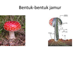 Bentuk-bentuk jamur
 