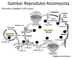 Gambar Reproduksi Ascomycota
 
