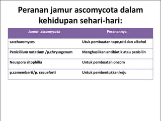 Peranan jamur ascomycota dalam
         kehidupan sehari-hari:
           Jamur ascomycota                         Peranannya

saccharomyces                         Utuk pembuatan tape,roti dan alkohol

Peniciliium notatium /p.chrysogenum   Menghasilkan antibiotik atau penisilin

Neuspora sitophilia                   Untuk pembuatan oncom

p.camemberti/p. raqueforti            Untuk pembentukkan keju
 