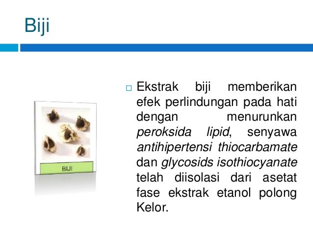 Khasiat Kelor Khasiat Kelor