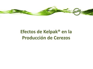 Efectos de Kelpak® en la
 Producción de Cerezos
 