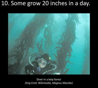 10. Some grow 20 inches in a day.




                 Diver in a kelp forest
        (Img Cred: Wikimedia, Magnus Manske)
 