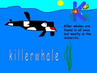 Killer whales are found in all seas but mostly in the Antarctic. k i l l e r w h a l e 