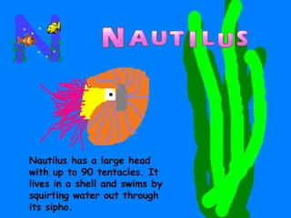 Nautilus has a large head with up to 90 tentacles. It lives in a shell and swims by squirting water out through its sipho. 