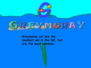 Greymoray eel are the smallest eel in the NZ, but are the most common. 