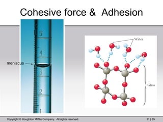Cohesive force &  Adhesion meniscus 