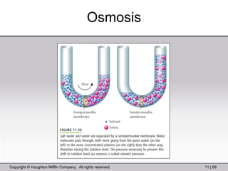 Osmosis 