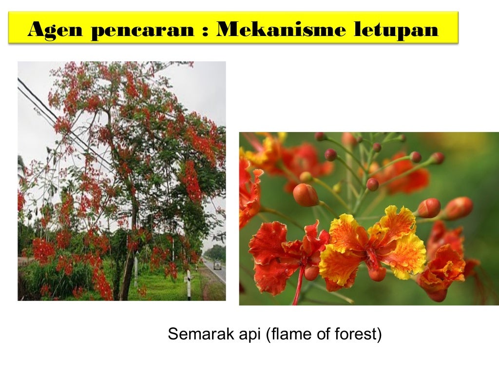 Kemandirian spesies hidupan