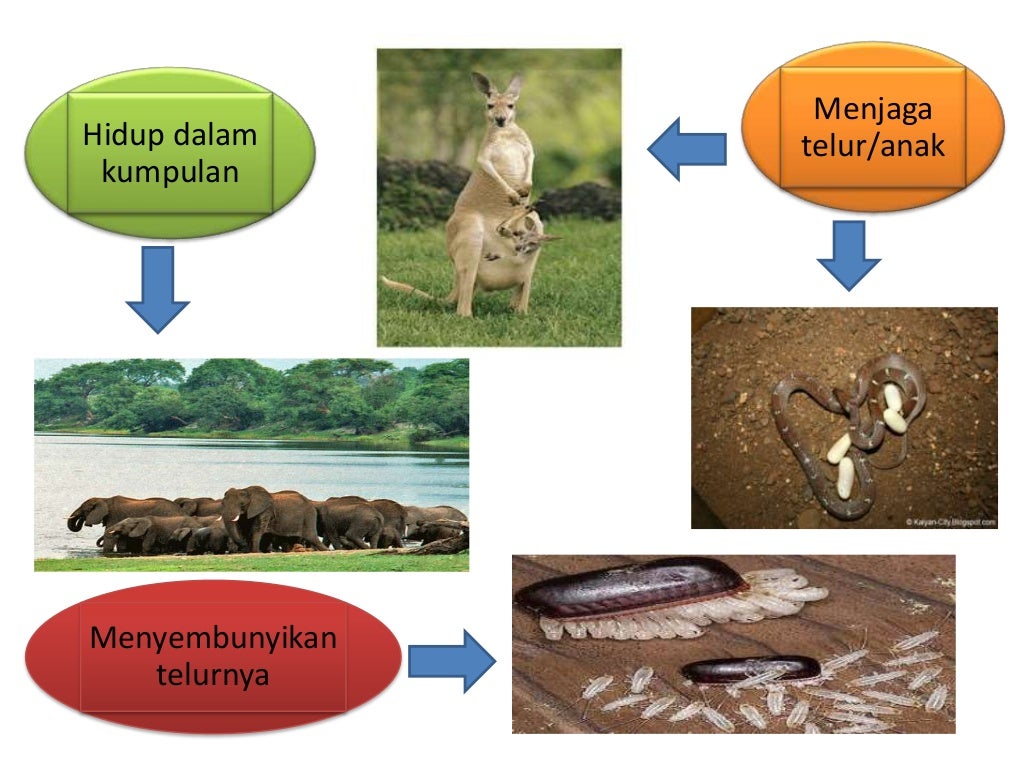 Kemandirian spesis tahun 5