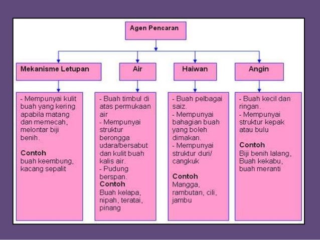 Kemandirian Spesis Tahun 5