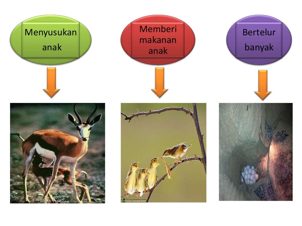 Kemandirian spesis tahun 5