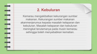 2. Kebuluran
Kemarau mengakibatkan kekurangan sumber
makanan. Kekurangan sumber makanan
akanmenjerumus kepada masalah kelaparan dan
kebuluran. Masalah kelaparan dan kebuluran
meningkat terutamanya pada musin kemarau
sehingga boleh menyebabkan kematian.
 