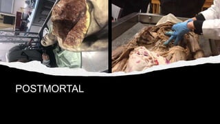 POSTMORTAL