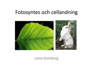 Fotosyntes och cellandning
Lena Koinberg
 