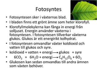 Fotosyntes
• Fotosyntesen sker i växternas blad.
• I bladen finns ett grönt ämne som heter klorofyll.
• Klorofyllmolekylerna kan fånga in energi från
solljuset. Energin använder växterna i
fotosyntesen. I fotosyntesen tillverkar växterna
glukos. Glukos är ett energirikt kolhydrat.
• I fotosyntesen omvandlar växter koldioxid och
vatten till glukos och syre.
• koldioxid + vatten + energi glukos + syre
• 6CO2 + 6H2O + energi C6H12O6 + 6O2
• Glukosen kan sedan omvandlas till andra ämnen
som växten behöver.
 