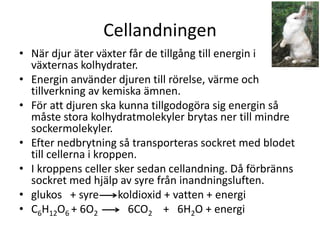 Cellandningen
• När djur äter växter får de tillgång till energin i
växternas kolhydrater.
• Energin använder djuren till rörelse, värme och
tillverkning av kemiska ämnen.
• För att djuren ska kunna tillgodogöra sig energin så
måste stora kolhydratmolekyler brytas ner till mindre
sockermolekyler.
• Efter nedbrytning så transporteras sockret med blodet
till cellerna i kroppen.
• I kroppens celler sker sedan cellandning. Då förbränns
sockret med hjälp av syre från inandningsluften.
• glukos + syre koldioxid + vatten + energi
• C6H12O6 + 6O2 6CO2 + 6H2O + energi
 