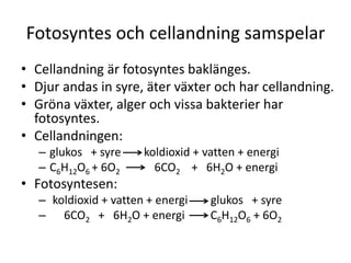 Fotosyntes och cellandning samspelar
• Cellandning är fotosyntes baklänges.
• Djur andas in syre, äter växter och har cellandning.
• Gröna växter, alger och vissa bakterier har
fotosyntes.
• Cellandningen:
– glukos + syre koldioxid + vatten + energi
– C6H12O6 + 6O2 6CO2 + 6H2O + energi
• Fotosyntesen:
– koldioxid + vatten + energi glukos + syre
– 6CO2 + 6H2O + energi C6H12O6 + 6O2
 