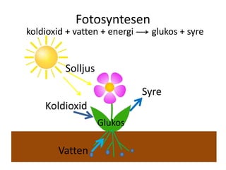 Fotosyntesen
koldioxid + vatten + energi glukos + syre
Solljus
Vatten
Koldioxid
Syre
Glukos
 