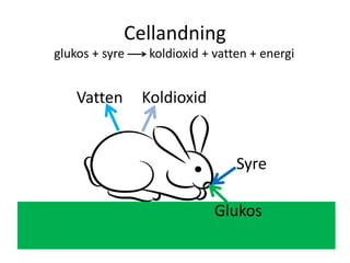 Cellandning
glukos + syre koldioxid + vatten + energi
Syre
Glukos
Vatten Koldioxid
 