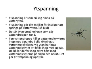 Ytspänning
• Ytspänning är som en seg hinna på
vattenytan.
• Ytspänning gör det möjligt för insekter att
springa på vattenytan. (se bild)
• Det är även ytspänningen som gör
vattendroppen rund.
• I en vattendroppe håller vattenmolekylerna
ihop med varandra i alla riktningar.
Vattenmolekylerna vid ytan har inga
vattenmolekyler att hålla ihop med uppåt.
De håller därför ihop extra hårt med
vattenmolekylerna på sidan och neråt. Det
gör att ytspänning uppstår.
 