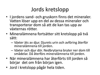Jords kretslopp
• I jordens sand- och gruskorn finns det mineraler.
Vatten löser upp en del av dessa mineraler och
transporterar dom så att de kan tas upp av
växternas rötter.
• Mineralämnena fortsätter sitt kretslopp på två
sätt:
– Växter äts av djur. Djurets urin och avföring återför
mineralämnena till jorden.
– Växter och djur dör. Nedbrytarna bryter ner dom till
smådelar. Då återförs mineralämnena till jorden.
• När mineralämnena har återförts till jorden så
börjar det om från början igen.
• Jord i kretslopp pågår hela tiden.
 