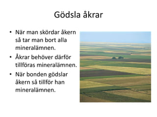 Gödsla åkrar
• När man skördar åkern
så tar man bort alla
mineralämnen.
• Åkrar behöver därför
tillföras mineralämnen.
• När bonden gödslar
åkern så tillför han
mineralämnen.
 