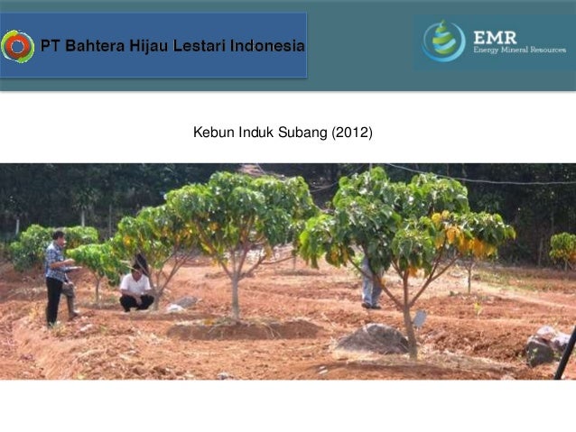 Minyak Kemiri Sunan kemiri sunan Minyak Kemiri Sunan kemiri sunan
