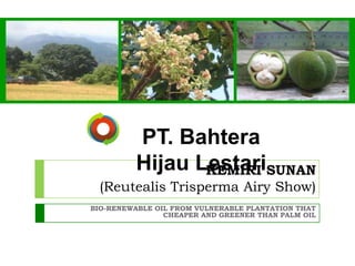 PT. BahteraHijau Lestari  KEMIRI SUNAN(ReutealisTrisperma Airy Show) BIO-RENEWABLE OIL FROM VULNERABLE PLANTATION THAT CHEAPER AND GREENER THAN PALM OIL 