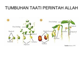 TUMBUHAN TAATI PERINTAH ALLAH 
 