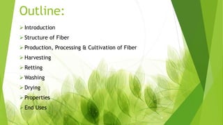Outline:
Introduction
Structure of Fiber
Production, Processing & Cultivation of Fiber
Harvesting
Retting
Washing
Drying
Properties
End Uses
 