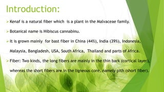 Introduction:
Kenaf is a natural fiber which is a plant in the Malvaceae family.
Botanical name is Hibiscus cannabinu.
It is grown mainly for bast fiber in China (44%), India (39%), Indonesia,
Malaysia, Bangladesh, USA, South Africa, Thailand and parts of Africa.
Fiber: Two kinds, the long fibers are mainly in the thin bark (cortical layer),
whereas the short fibers are in the ligneous core, namely pith (short fiber).
 