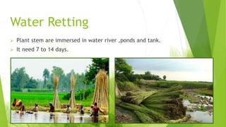 Water Retting
 Plant stem are immersed in water river ,ponds and tank.
 It need 7 to 14 days.
 