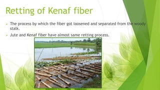 Kenaf fiber(Bast fiber) Slide 8