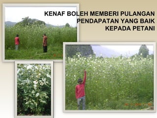KENAF BOLEH MEMBERI PULANGAN
        PENDAPATAN YANG BAIK
               KEPADA PETANI
 