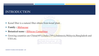 INTRODUCTION
 Kenaf fiber is a natural fiber obtain from kenaf plant .
 Family : Malvaceae
 Botanical name : Hibiscus Cannabinus
 Growing countries are China(44%),India (39%),Indonesia,Malaysia,Bangladesh and
USA etc.
UNIVERSITY OF AGRICULTURE FAISALABAD – UAF
 
