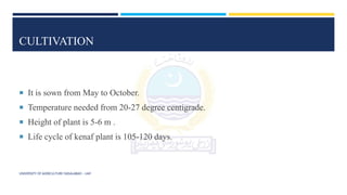CULTIVATION
 It is sown from May to October.
 Temperature needed from 20-27 degree centigrade.
 Height of plant is 5-6 m .
 Life cycle of kenaf plant is 105-120 days.
UNIVERSITY OF AGRICULTURE FAISALABAD – UAF
 