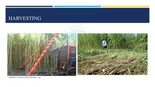HARVESTING
UNIVERSITY OF AGRICULTURE FAISALABAD – UAF
 