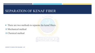 SEPARATION OF KENAF FIBER
 There are two methods to separate the kenaf fibers.
 Mechanical method
 Chemical method
UNIVERSITY OF AGRICULTURE FAISALABAD – UAF
 