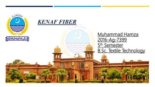 KENAF FIBER
Muhammad Hamza
2016-Ag-7399
5th Semester
B.Sc. Textile Technology
 