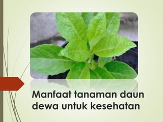 Manfaat tanaman daun
dewa untuk kesehatan
 