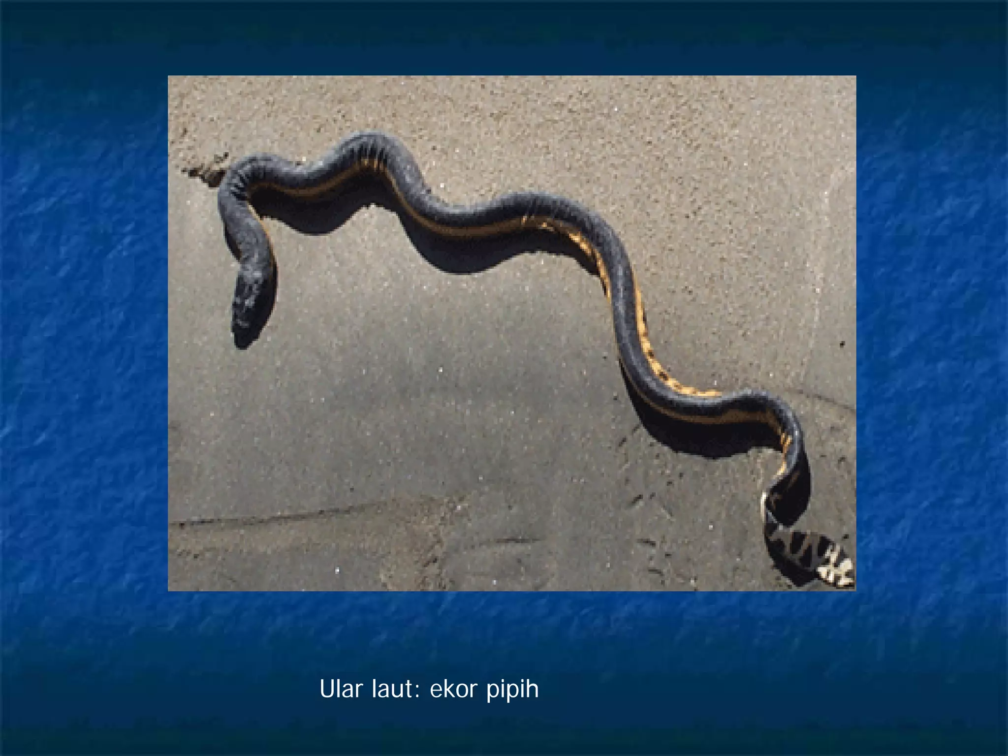 Porno odamlarni oldiradi