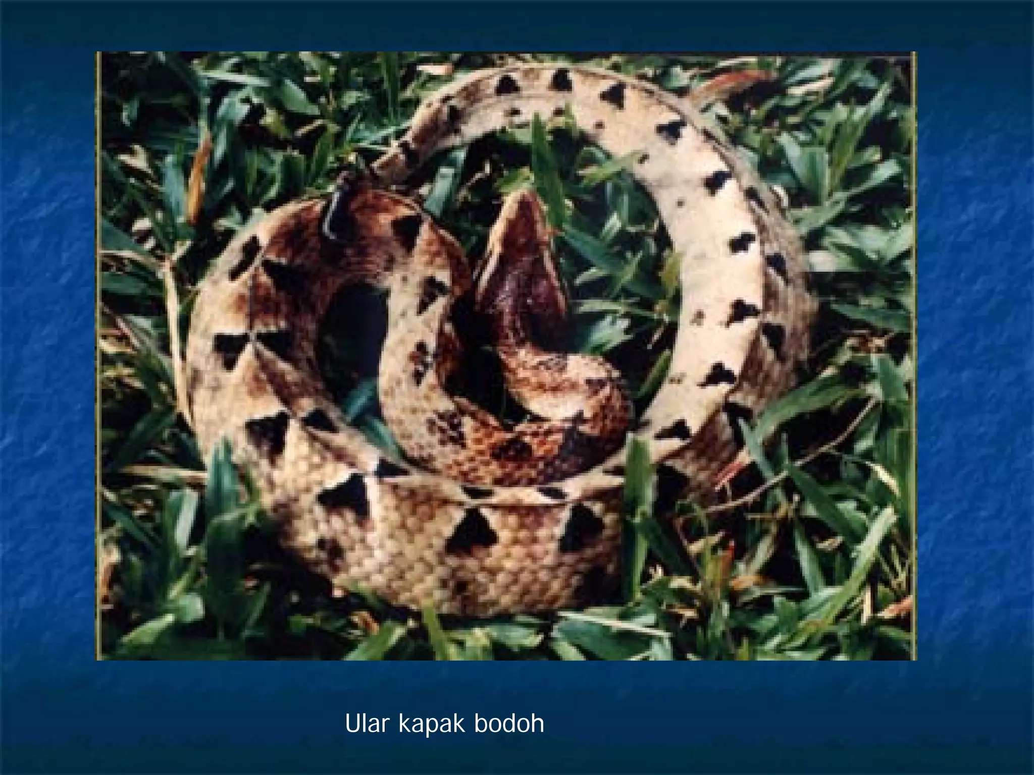 Ikki teshikda barmoqlar bilan