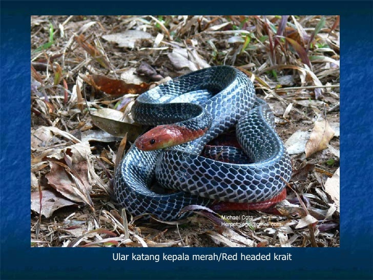 Kenali ular (snake)