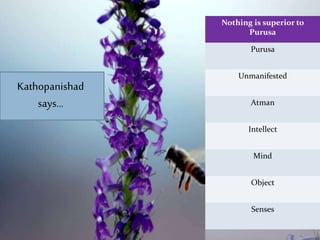 Nothing is superior to
Purusa
Purusa
Unmanifested
Atman
Intellect
Mind
Object
Senses
Kathopanishad
says…
 