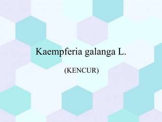 Kaempferia galanga L.
(KENCUR)
 