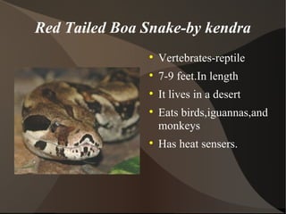 Red Tailed Boa Snake-by kendra ,[object Object],[object Object],[object Object],[object Object],[object Object]
