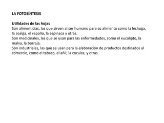 LA FOTOSÍNTESIS
Utilidades de las hojas
Son alimenticias, las que sirven al ser humano para su alimento como la lechuga,
la acelga, el repollo, la espinaca y otras.
Son medicinales, las que se usan para las enfermedades, como el eucalipto, la
malva, la borraja.
Son industriales, las que se usan para la elaboración de productos destinados al
comercio, como el tabaco, el añil, la cocuiza, y otras.
 
