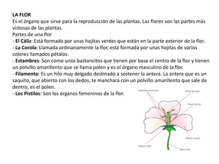 LA FLOR
Es el órgano que sirve para la reproducción de las plantas. Las flores son las partes más
vistosas de las plantas.
Partes de una flor
- El Cáliz: Está formado por unas hojitas verdes que están en la parte exterior de la flor.
- La Corola: Llamada ordinariamente la flor, está formada por unas hojitas de varios
colores llamados pétalos.
- Estambres: Son como unos bastoncitos que tienen por base el centro de la flor y tienen
un polvillo amarillento que se llama polen y es el órgano masculino de la flor.
- Filamento: Es un hilo muy delgado destinado a sostener la antera. La antera que es un
saquito, que abierto con los dedos, te manchará con un polvillo amarillento que sale de
dentro, es el polen.
- Los Pistilos: Son los órganos femeninos de la flor.
 